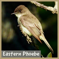 Eastern Phoebe